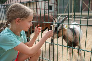 Highlight für Tierliebhaber: Im Tier- und Erlebnispark Lützen können Kinder zutraulichen Ziegen, Schafen und Kaninchen begegnen. Foto: Falko Matte, Saale-Unstrut-Tourismus e.V.
